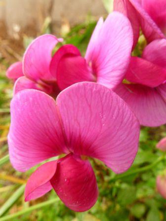 Sweet Pea Lathyrus latifolius